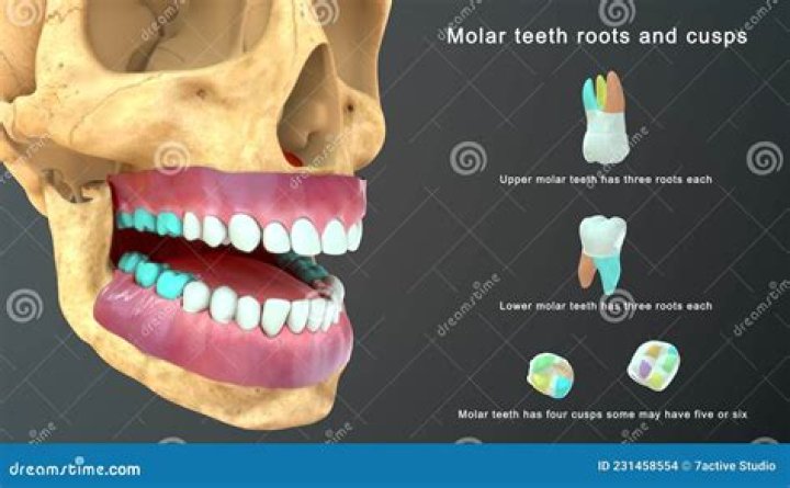 Where are your molars?