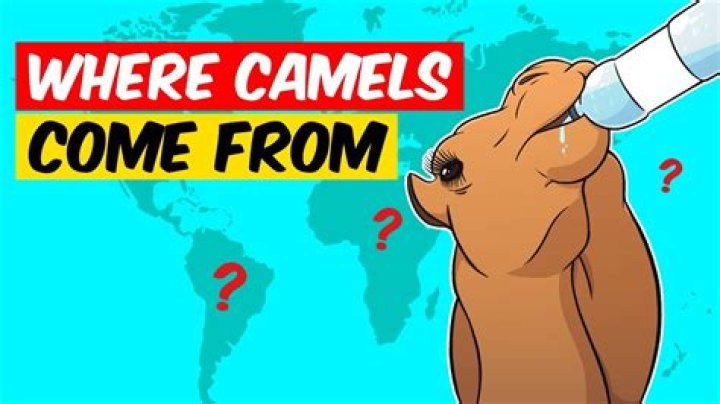 Where camels come from?