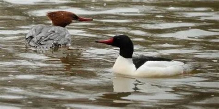 Where can mergansers be found?