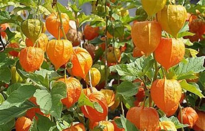 Where do physalis come from?
