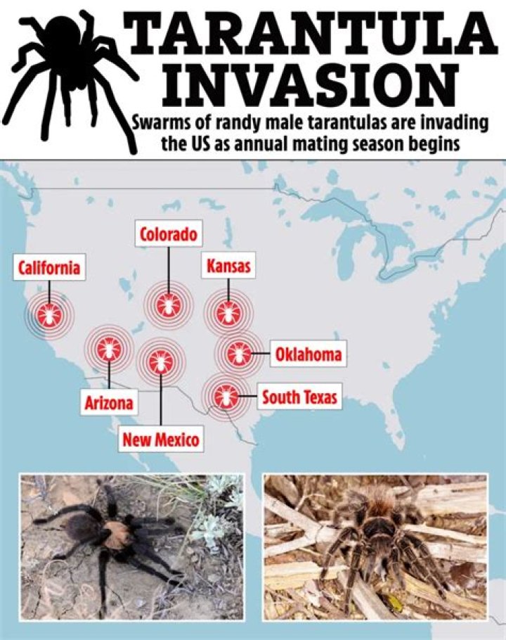 Where do tarantulas come from?