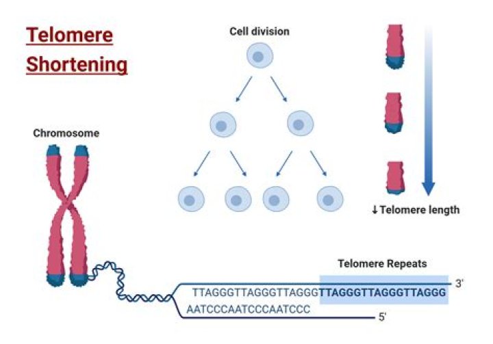 Where do telomeres sit on the dna strand?