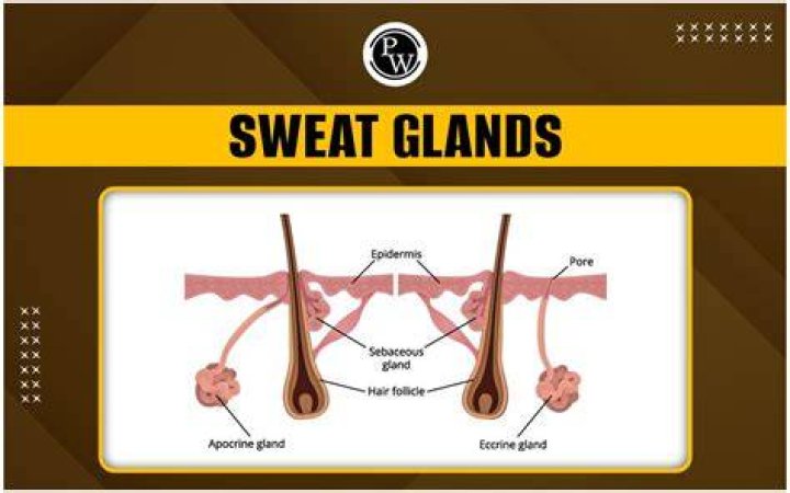 Where do you find sudoriferous gland?