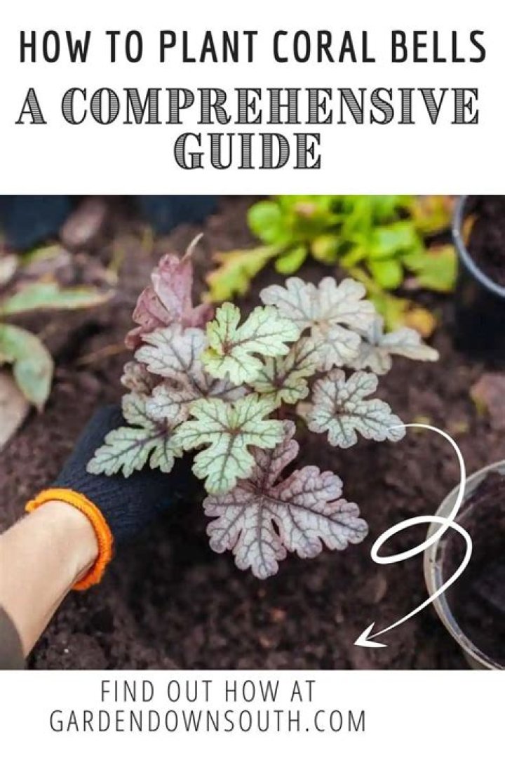 Where do you plant coral bells?