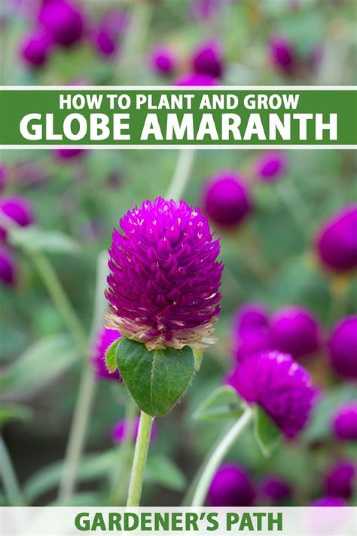 Where does globe amaranth grow?