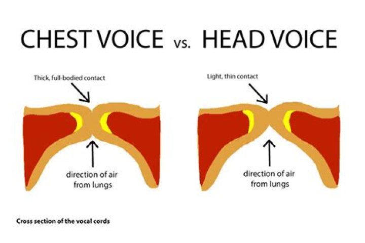 Where does head voice resonate?