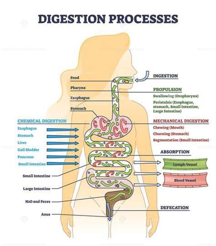 Where does ingestion mean?