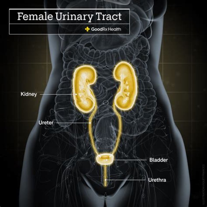 Where does non-gonococcal urethritis enter the body?