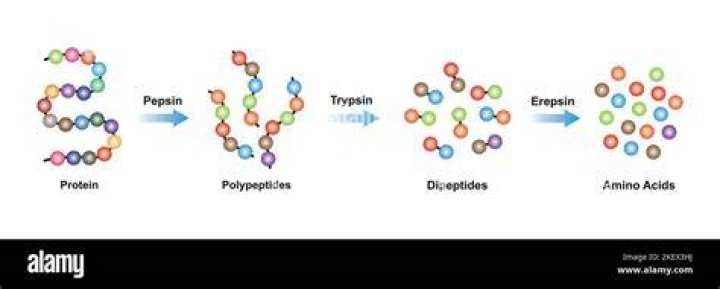 Where does pepsin break down proteins?