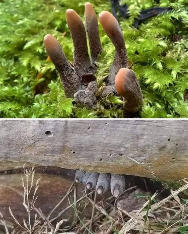 Where does xylaria polymorpha grow?