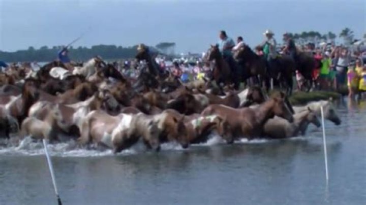 Where is chincoteague pony 2021?