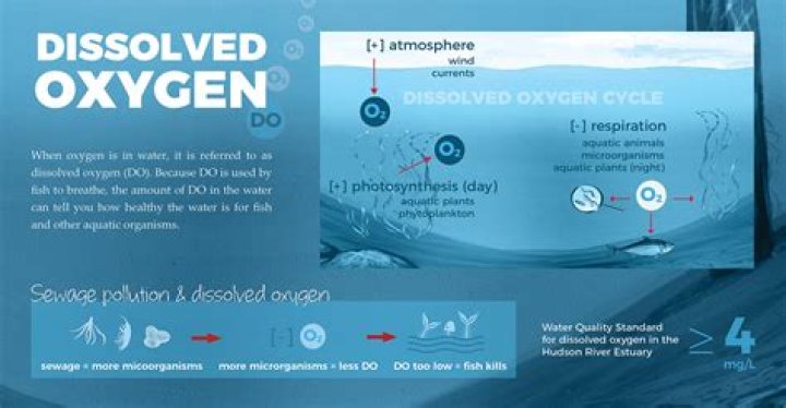 Where is dissolved oxygen likely to be lowest?