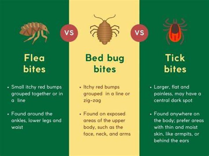 Where is flea bite?