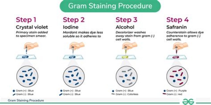 Where is gram staining used?