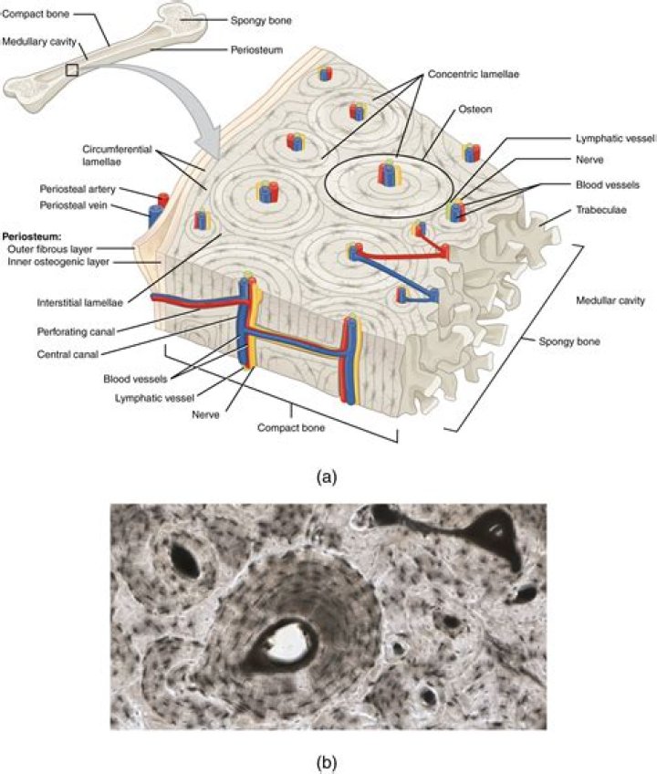 Where is lamellae found?