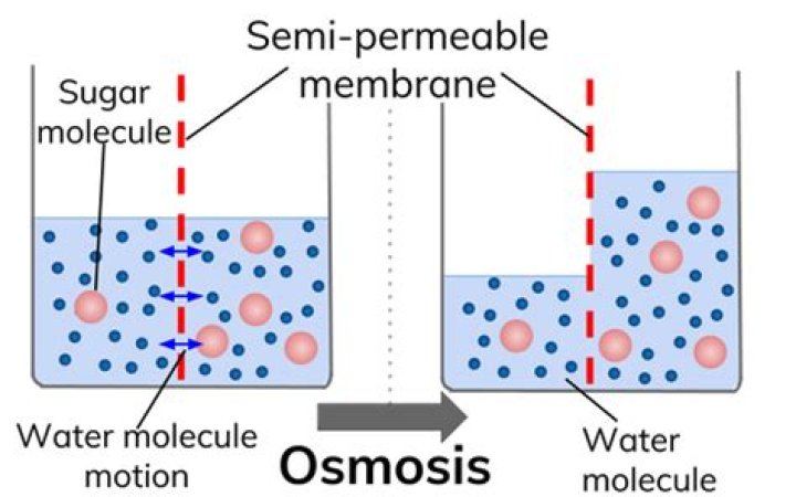 Where is osmosis found?