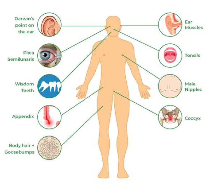 Where is sialic acid found in the human body?