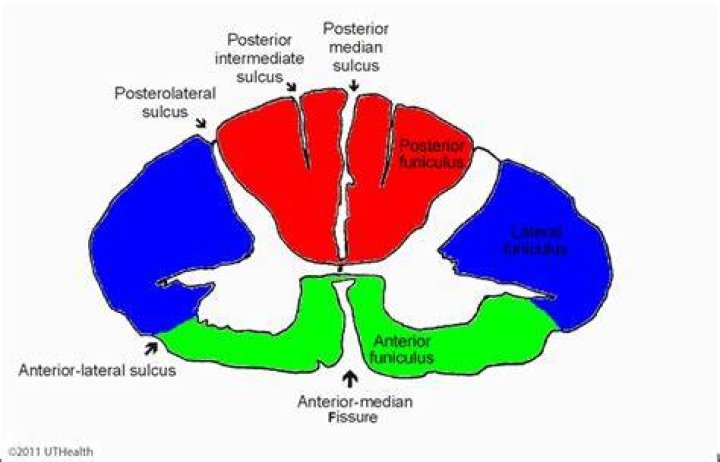 Where is the anterior median fissure located?