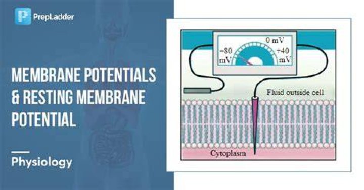 Where is the resting membrane potential?