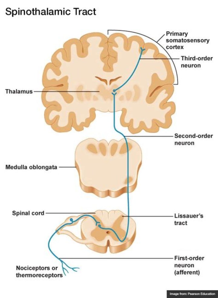 Where is the spinothalamic tract located?