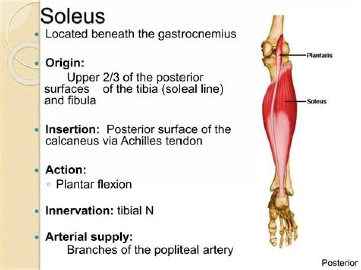 Where is the tendinous arch of soleus muscle?