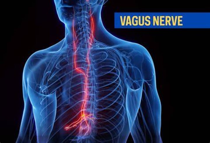 Where is your vasovagal nerve?