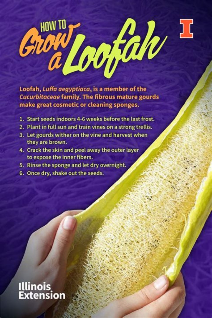 Where loofah come from?