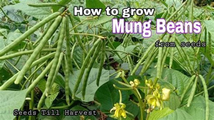 Where mung beans grow?
