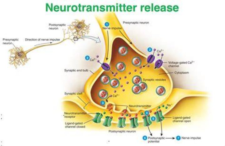 Where neurotransmitters are released?