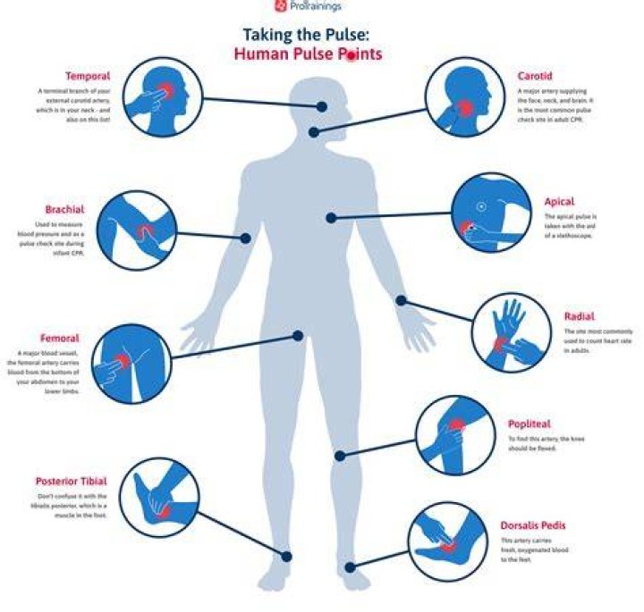 Where should your pulse be?