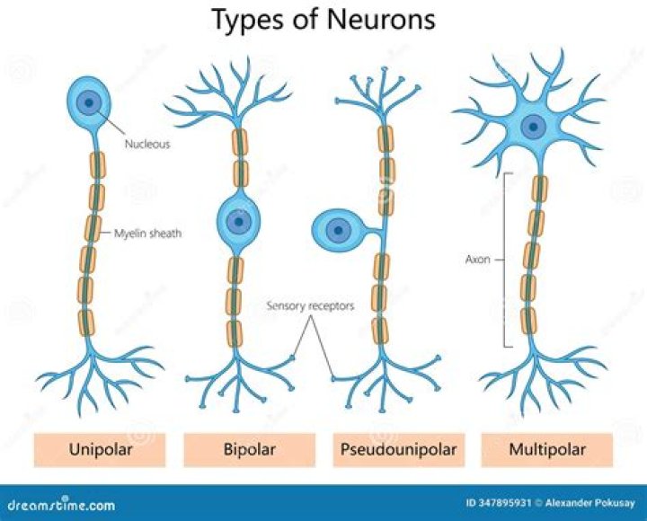 Where unipolar neurons are found?