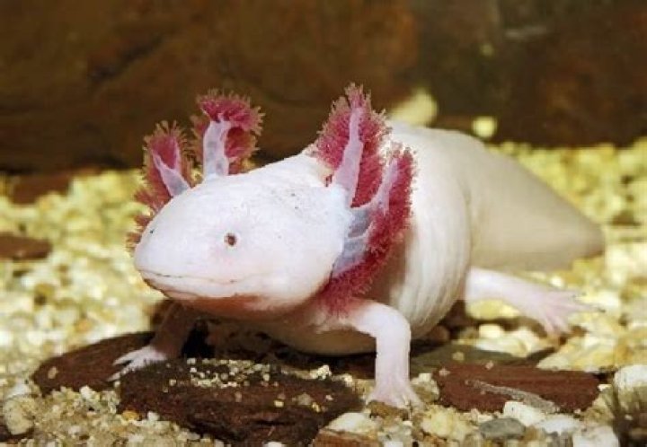 Which amphibians have gills?