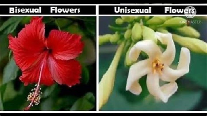 Which animal is unisexual?