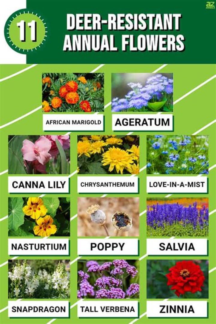 Which annuals are deer resistant?