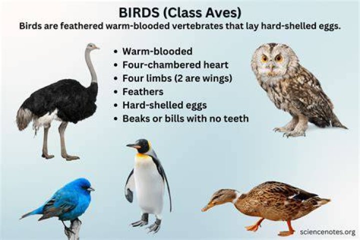 Which birds are not passerines?