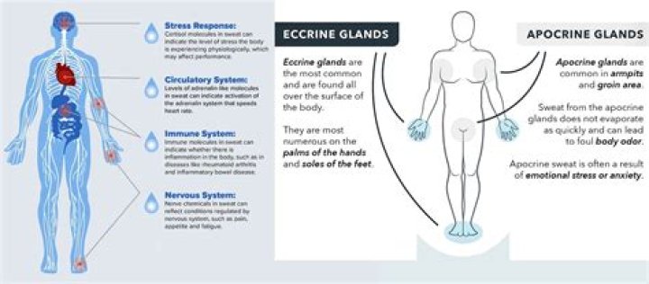 Which gland causes perspiration?