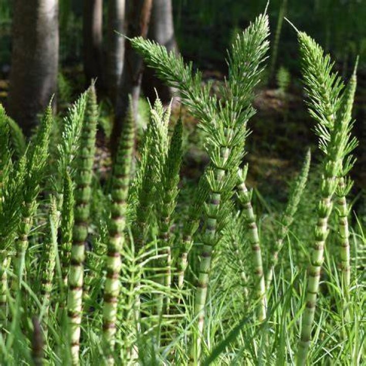 Which horsetail is medicinal?