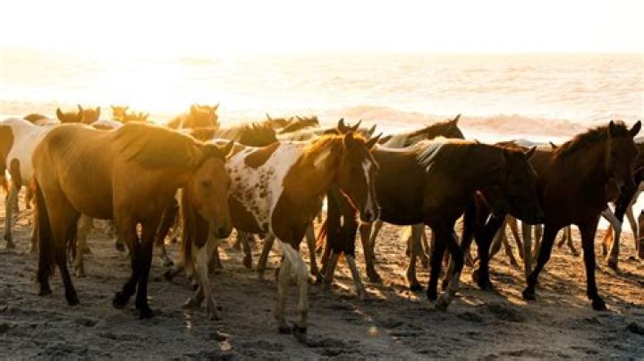 Which is better chincoteague or assateague?