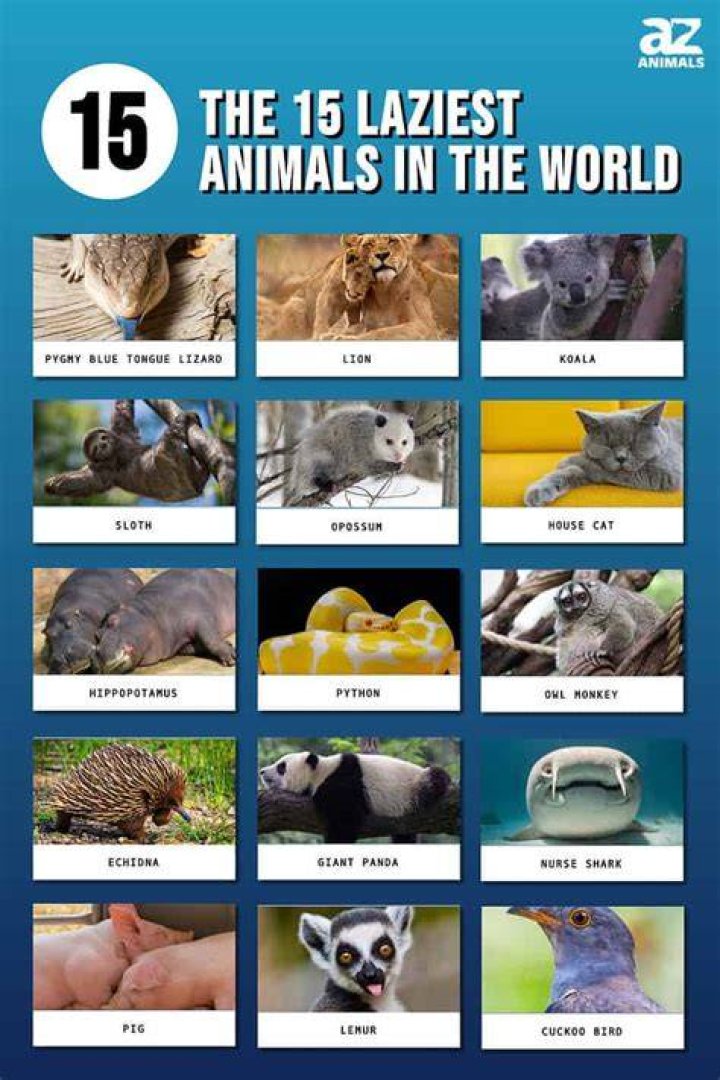 Which is the laziest game in the world?