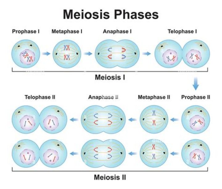 Which is the longest phase of meiotic division?