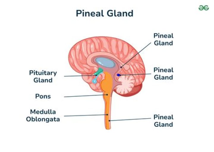Which mudra for pineal gland?