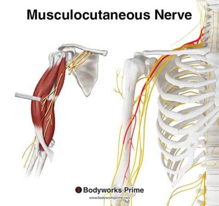 Which muscle is pierced by the musculocutaneous nerve?
