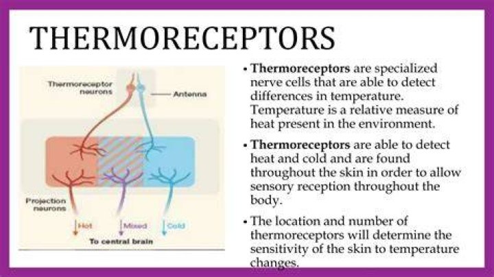 Which of the following is a type of thermoreceptors?
