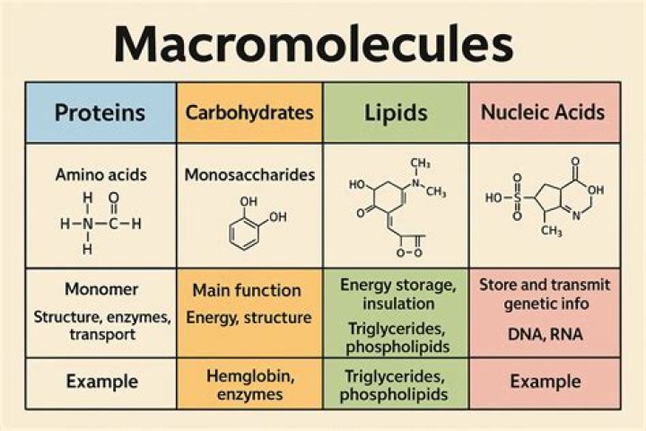 Which of the following is considered a macromolecule?