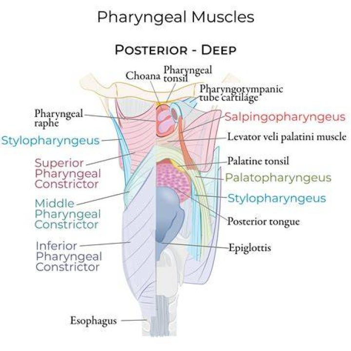Which of the following propels mucus toward the pharynx?