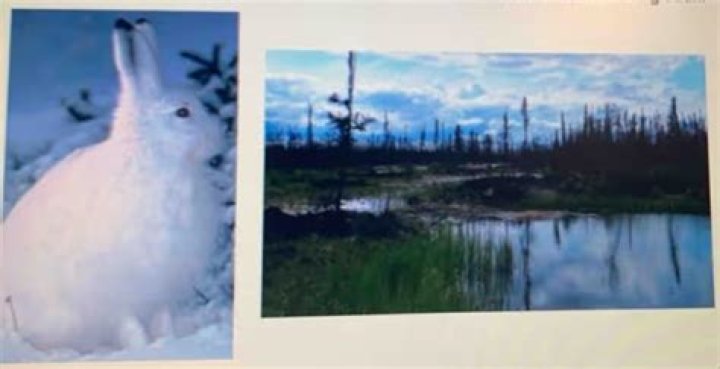 Which of the snowshoe rabbit’s unique adaptations?
