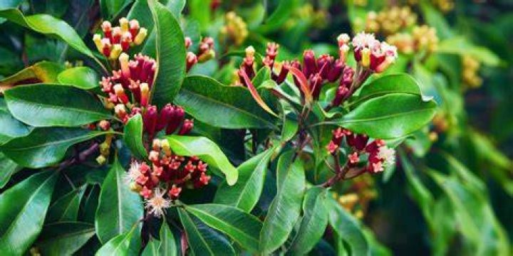 Which part of plant is clove?