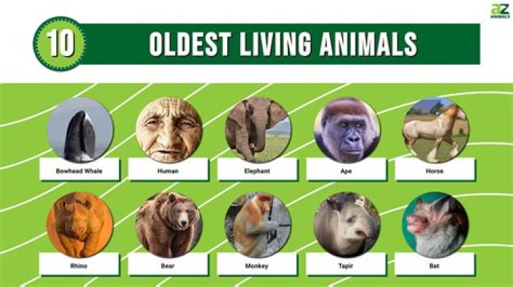 Which rodent lives the longest?