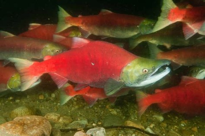 Which salmon turn red?