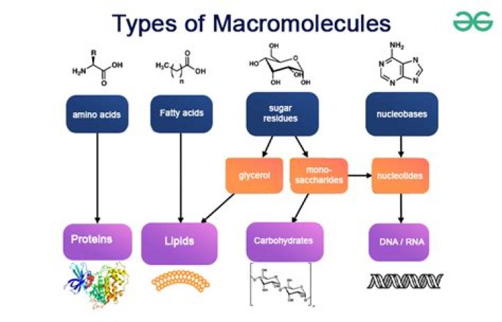 Which substance is a macromolecular solid?